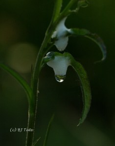 light in the dew